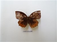 藏品(藍紋鋸眼蝶)的圖片